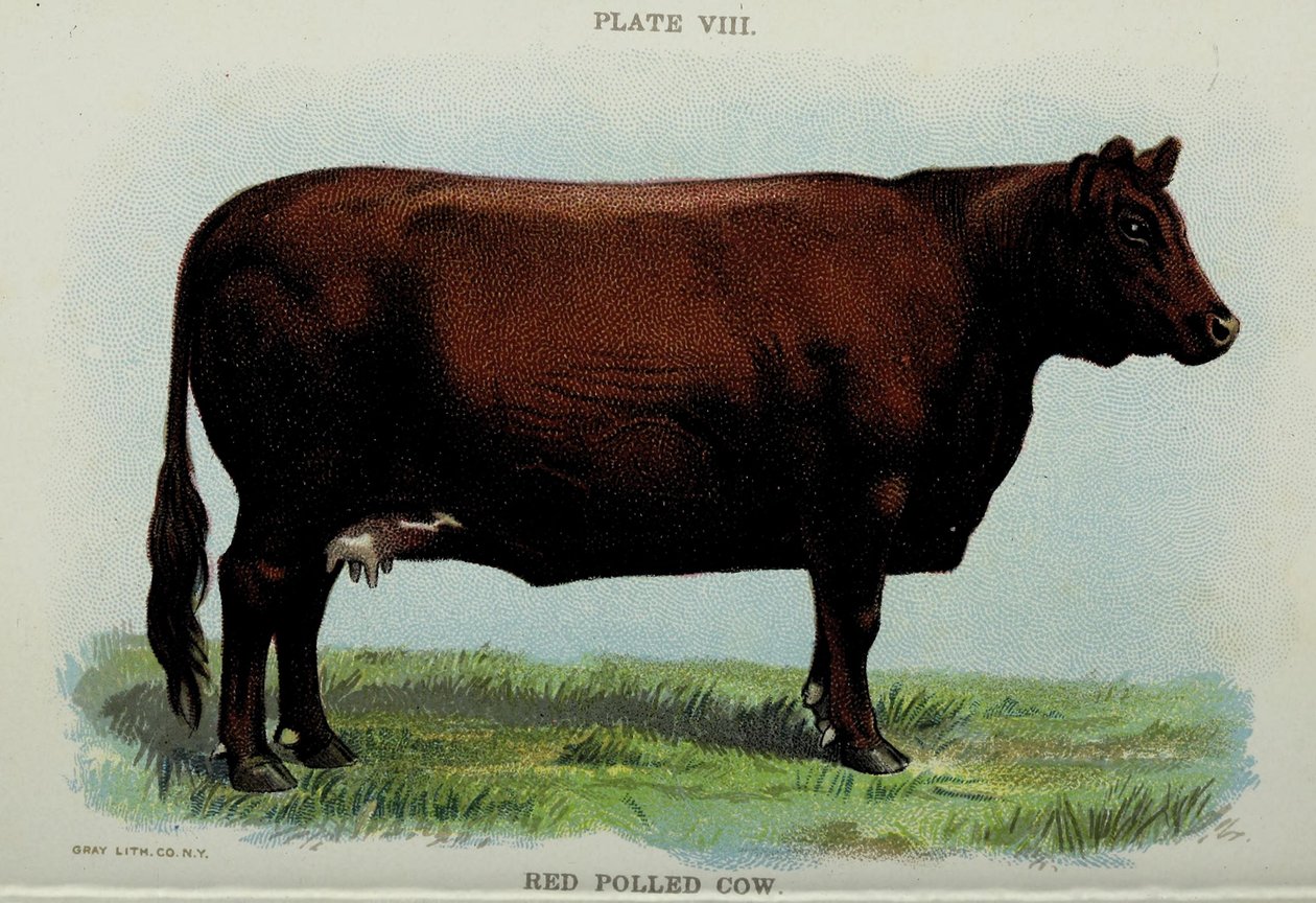 Red Polled Cow, z „Biggle Cow Book” Jacoba Biggle autorstwa American School