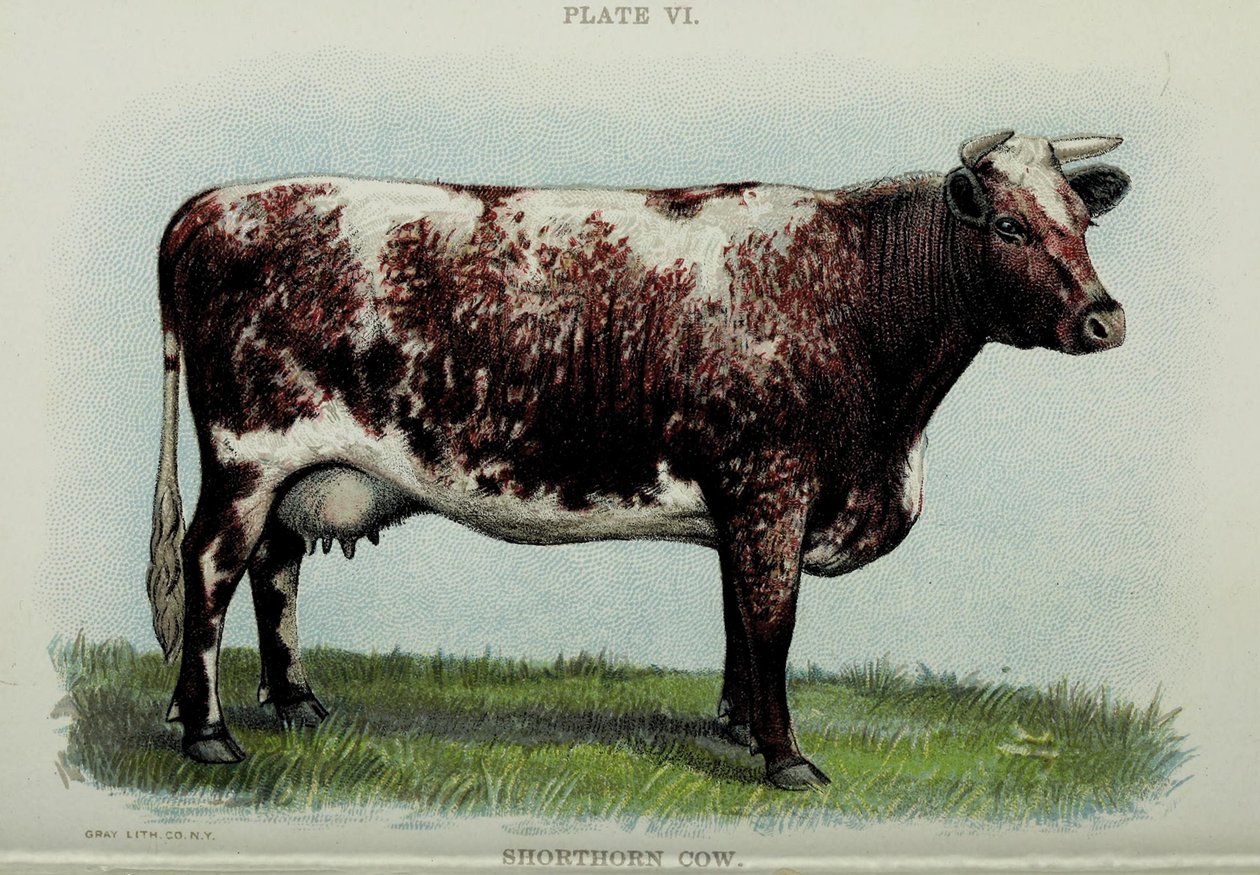 Krowa Shorthorn, z „Bigggle Cow Book” Jacoba Biggle