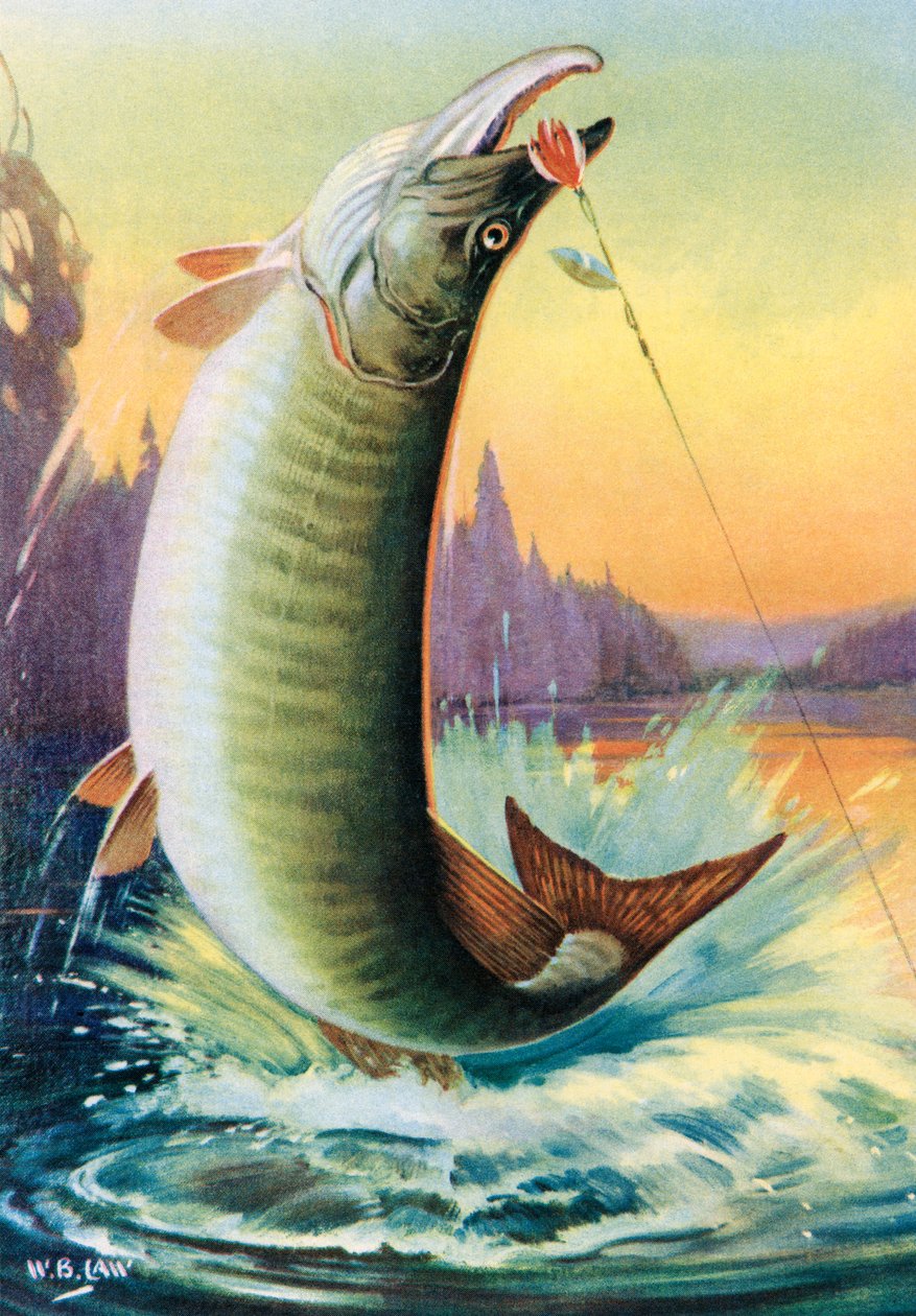 Wędkarstwo sportowe: Skaczące Muskie autorstwa American School