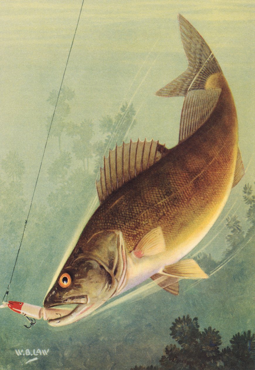 Wędkarstwo sportowe: Walleye uderza w przynętę autorstwa American School