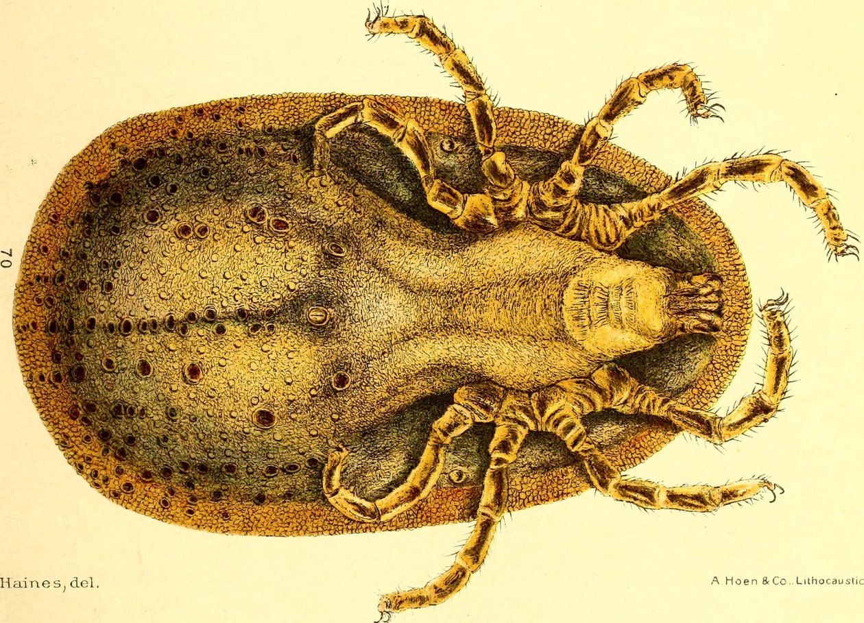 Widok brzuszny Argusa miniaturowego, ilustracja z "Cattle ticks (Ixodoidea) of the United States" autorstwa DE Salmona i Charlesa Wardella autorstwa American School