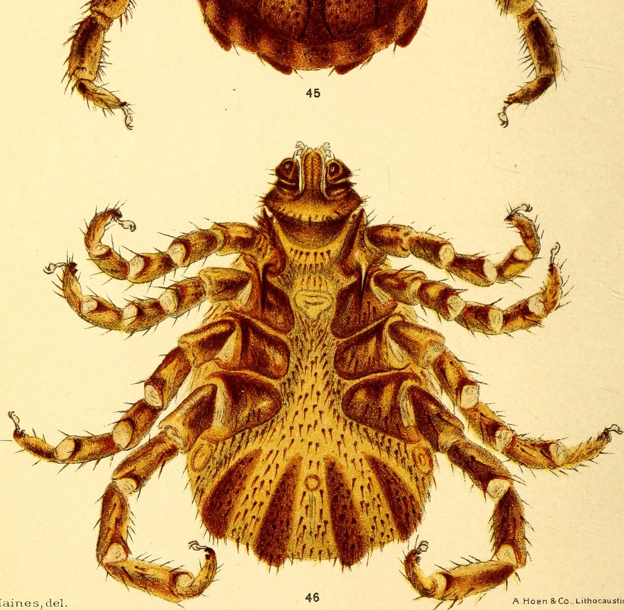 Widok brzuszny samca Boophilus Annulatus, ilustracja z filmu „Kleszcze bydlęce autorstwa American School