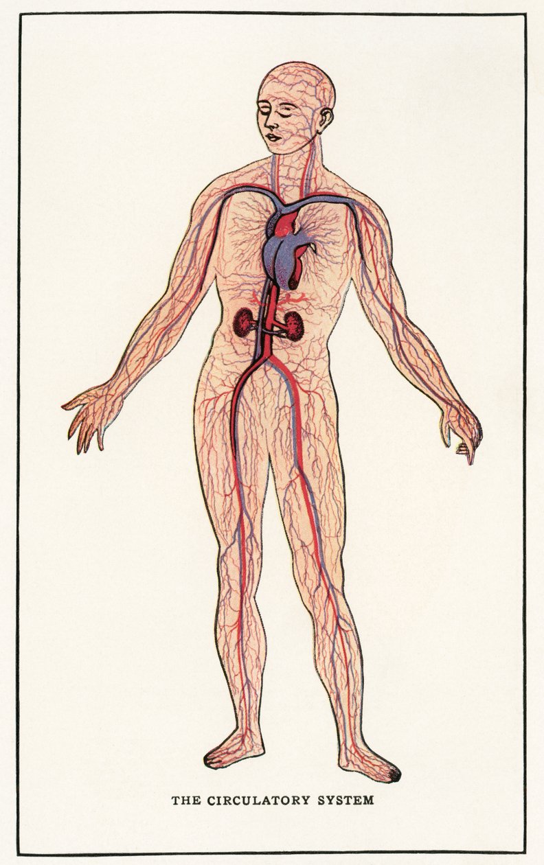 Vintage anatomiczny nadruk ludzkiego układu krążenia autorstwa American School