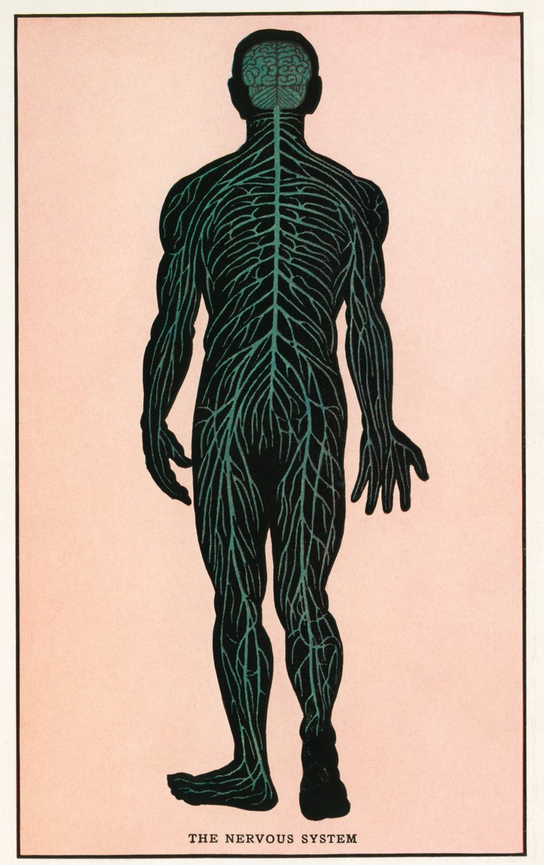 Zabytkowy wydruk anatomiczny ludzkiego układu nerwowego autorstwa American School