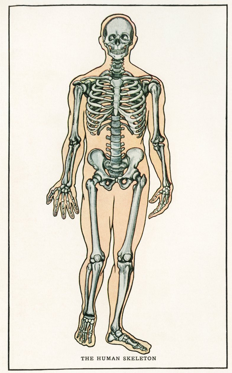 Anatomiczny wydruk ludzkiego szkieletu w stylu vintage autorstwa American School