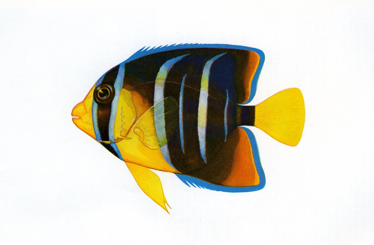 Odbitka królowej angelfish w stylu vintage autorstwa American School