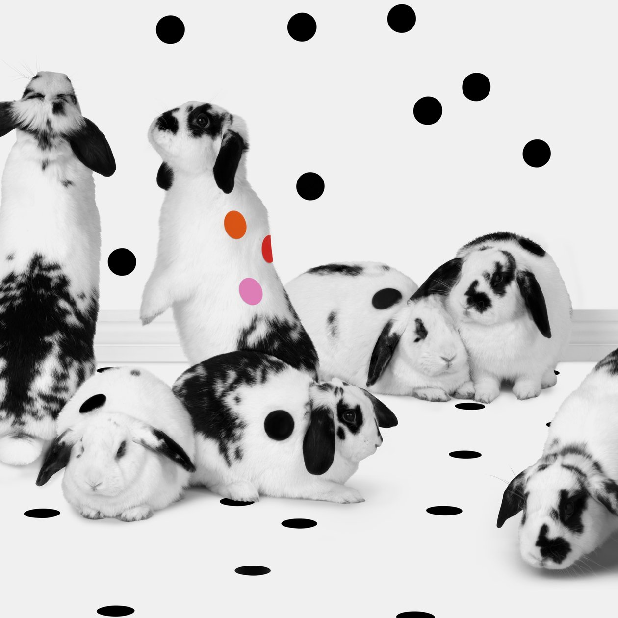 Bunnies 02, 2018 (fotografia) autorstwa Ana Carolina Tavares Mizrahi