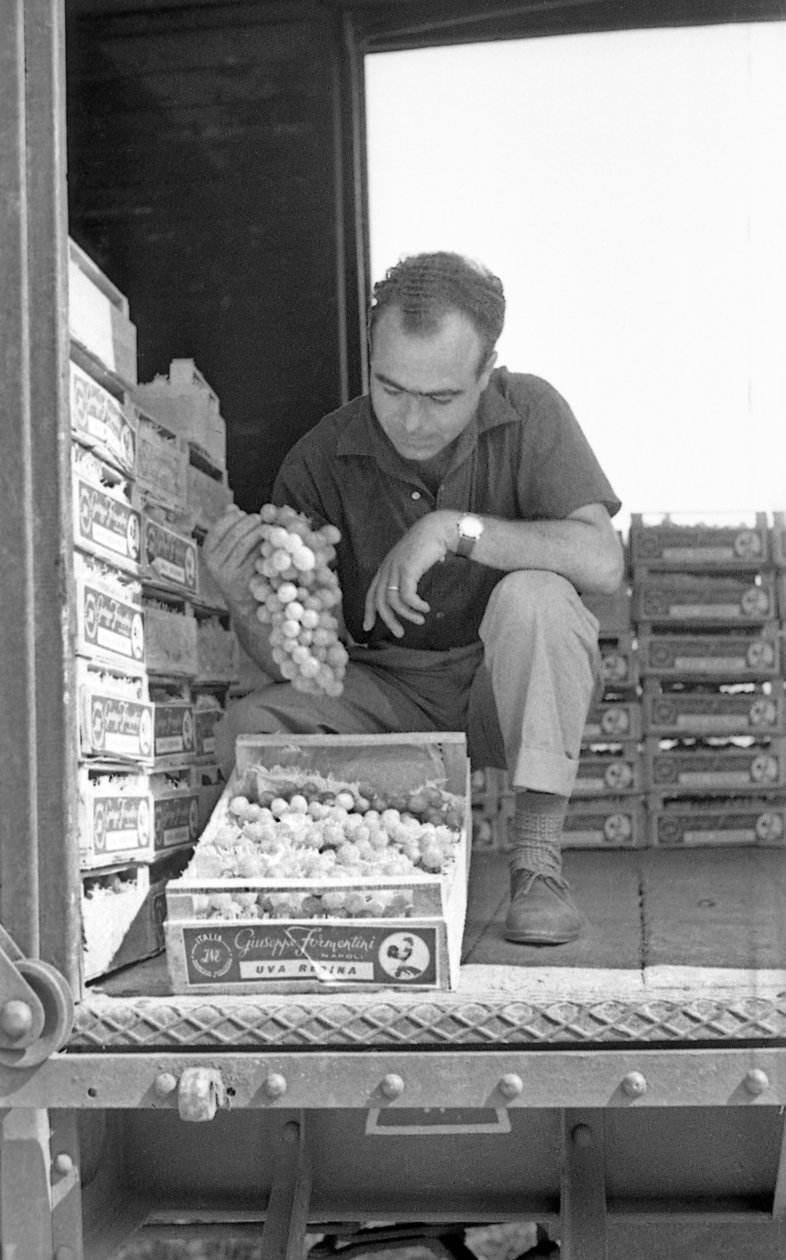 GORZKIE WINOGRONA - GOTOWE DO DOSTAWY autorstwa Ando Gilardi