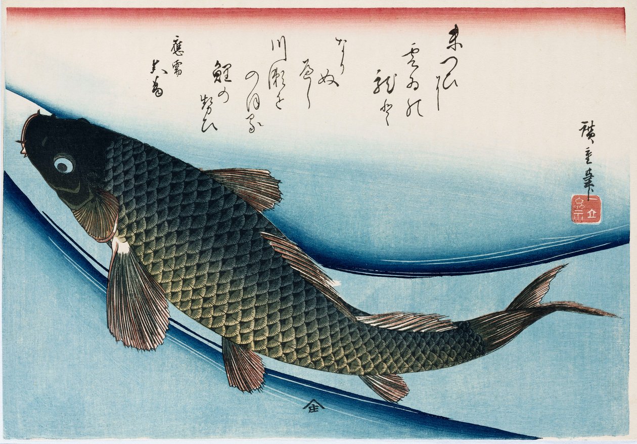 „Karp”, z serii „Kolekcja ryb” autorstwa Ando or Utagawa Hiroshige