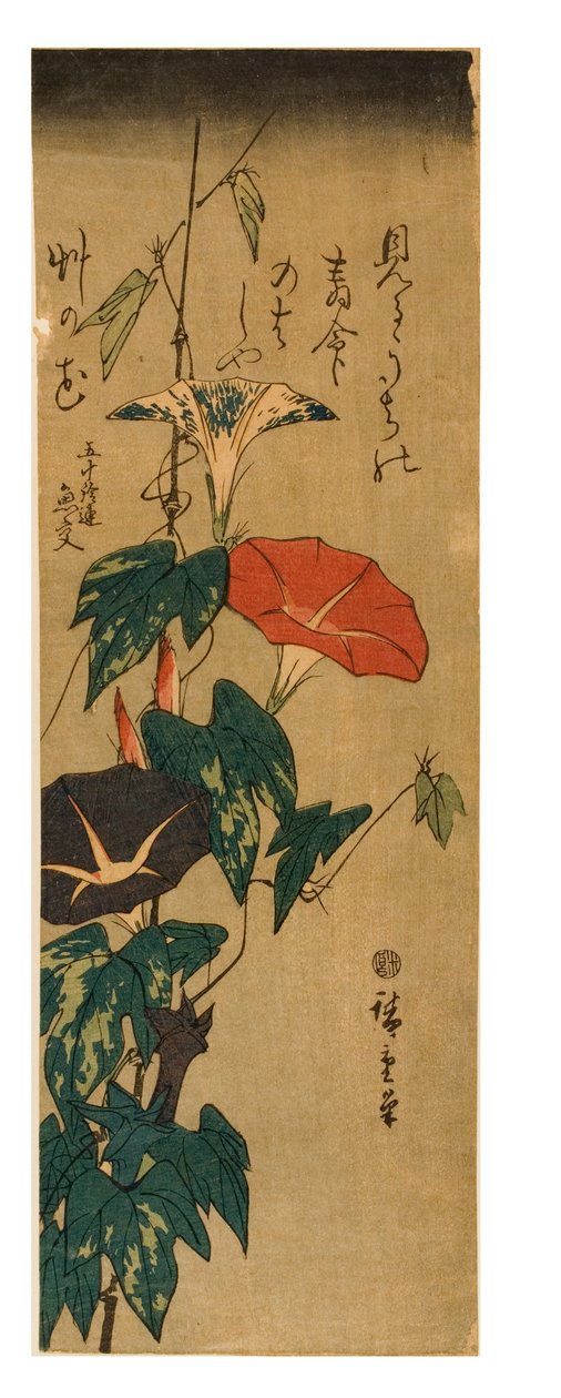Morning Glories, ok. 1843-47 (drewnodruk na papierze) autorstwa Ando or Utagawa Hiroshige