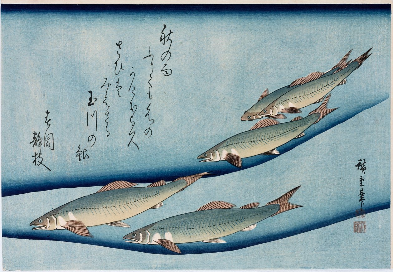 Pstrąg”, z cyklu „Kolekcja ryb” autorstwa Ando or Utagawa Hiroshige