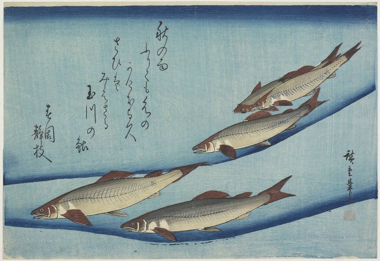 Pstrąg autorstwa Ando or Utagawa Hiroshige