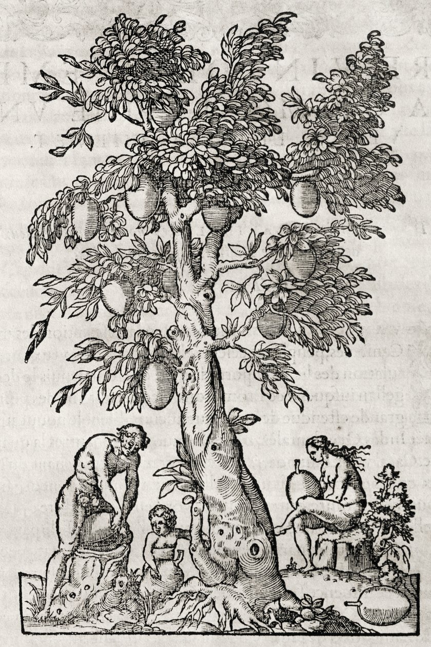 Drzewo chlebowe, rycina Andre Thevet (1504-1592), Paryż, Francja autorstwa Andre Thevet