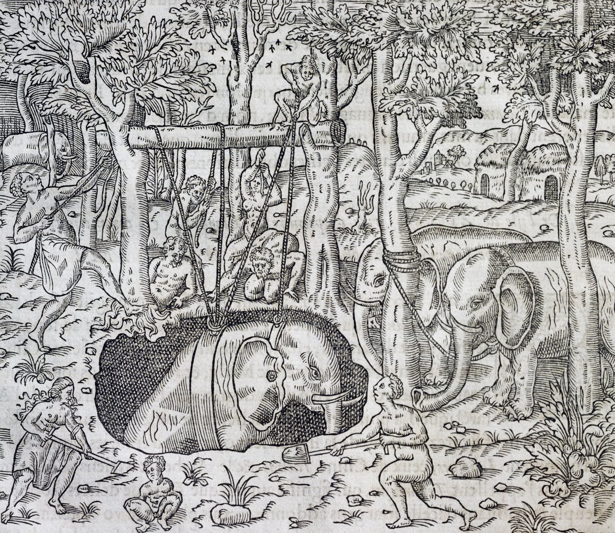 Polowanie na słonie na wyspie Jawa, rycina z Uniwersalnej kosmologii, Andre Thevet (1504-1592), Paryż autorstwa Andre Thevet