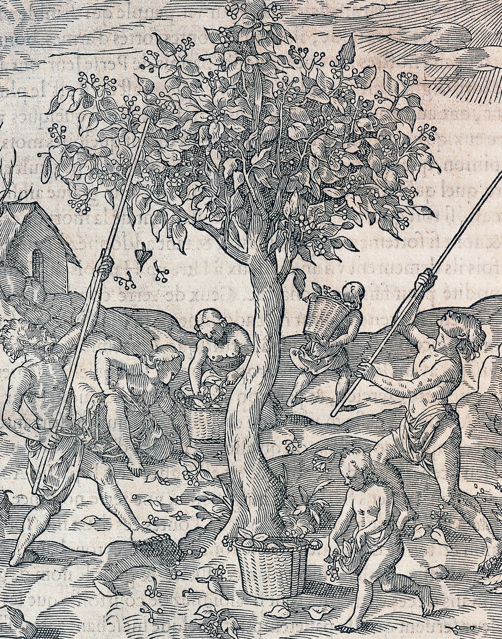 Zbiór pieprzu na wyspie Jawa, rycina z Uniwersalnej kosmologii Andre Theveta (1504-1592), Paryż autorstwa Andre Thevet