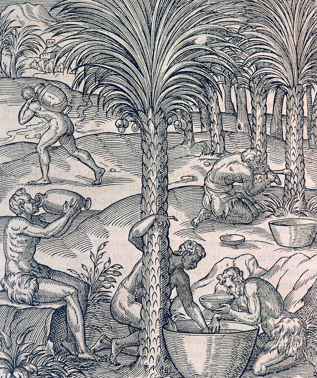 Mieszkańcy Wysp Zielonego Przylądka przyrządzający napoje z palm, rycina z Uniwersalnej kosmologii, Andre Thevet (1504-1592), Paryż autorstwa Andre Thevet