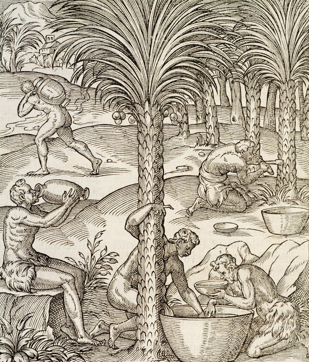 Mieszkańcy Wysp Zielonego Przylądka przyrządzający napoje z palm, rycina z Uniwersalnej kosmologii, Andre Thevet (1504-1592), Paryż, Afryka, 1575 autorstwa Andre Thevet