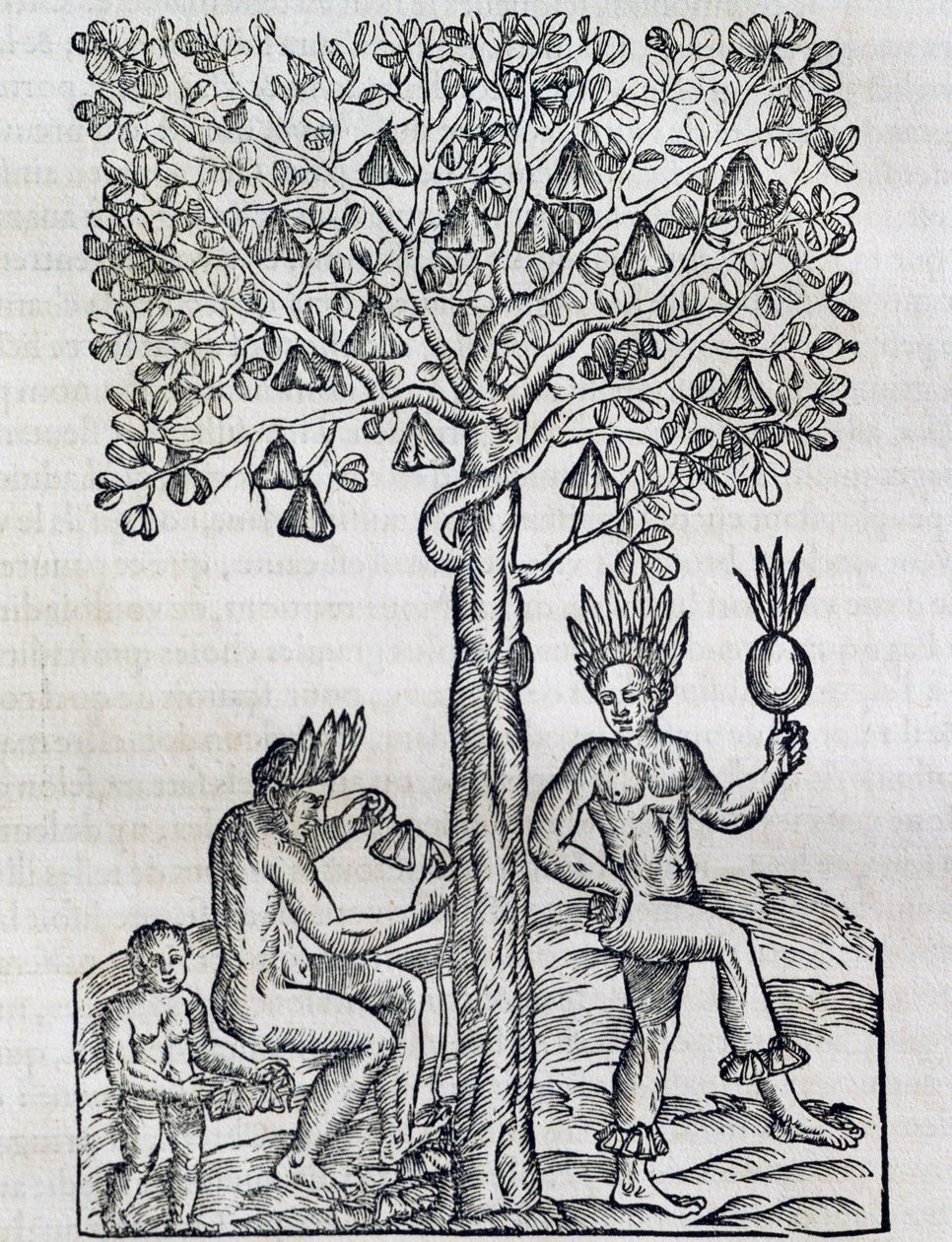 Owoc Nana, tropikalna roślina lecznicza, rycina z Universal Cosmology, Andre Thevet (1504-1592), Paryż autorstwa Andre Thevet