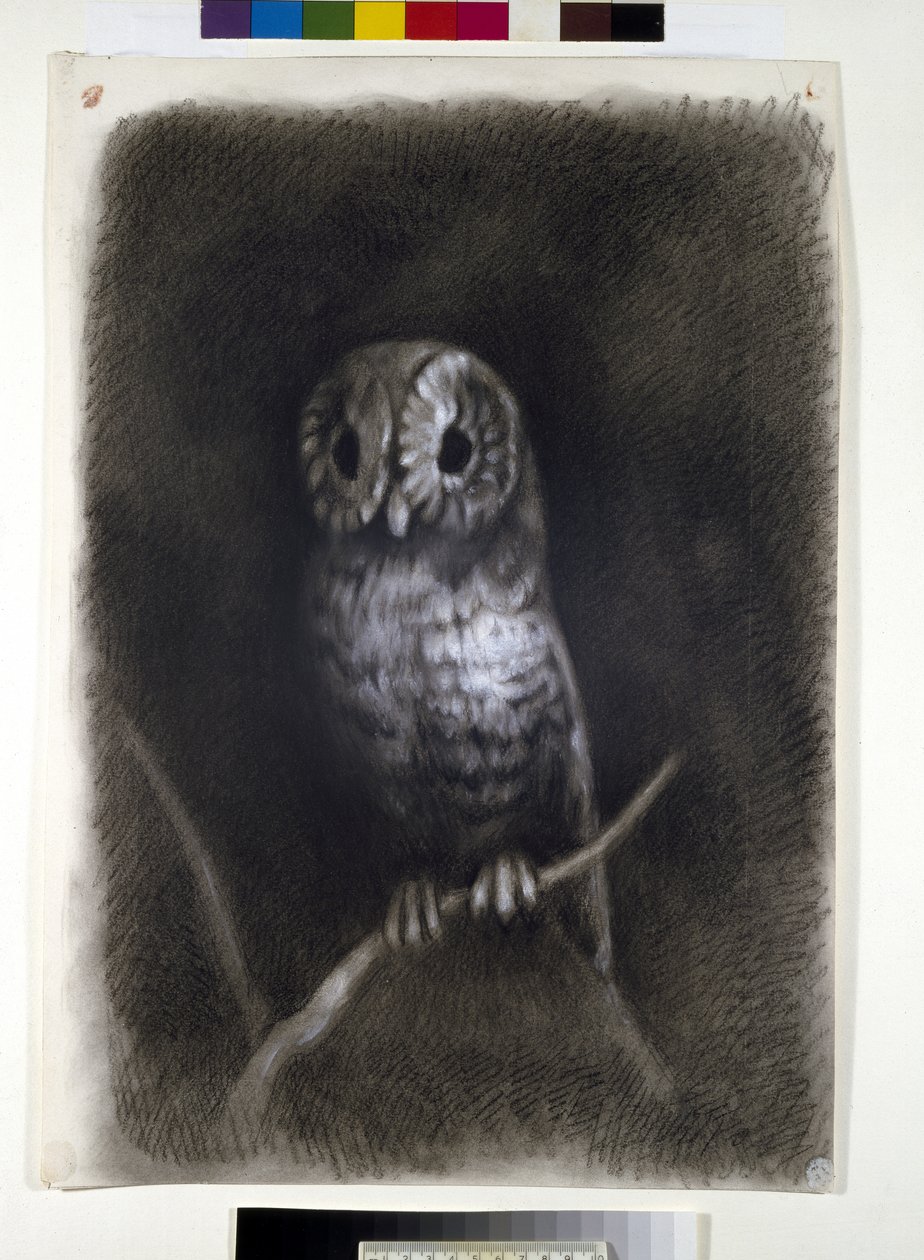 Sowa, skopiowana z fotografii fresku Mantegny przedstawiającego męczeństwo św. Jakuba w kościele Eremitani w Padwie, autorstwa Arthura Burgessa, 1872 lub wcześniejsze (węgiel na papierze tkanym) autorstwa Andrea Mantegna