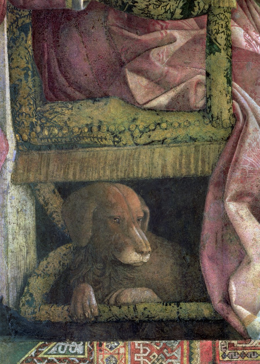 Rubino, ulubiony pies Marchese Ludovico Gonzaga III z Mantui i jego rodziny, z Camera degli Sposi lub Camera Picta, 1465-74 fresk z 78461 autorstwa Andrea Mantegna