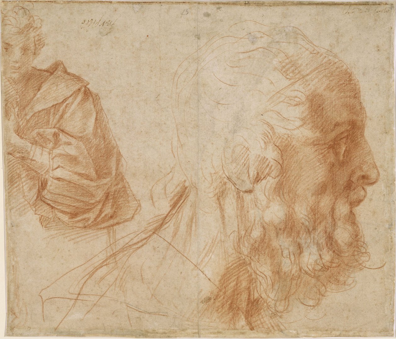 Młodzieniec i głowa starego Homera. Studium, ok. 1521 autorstwa Andrea del Sarto