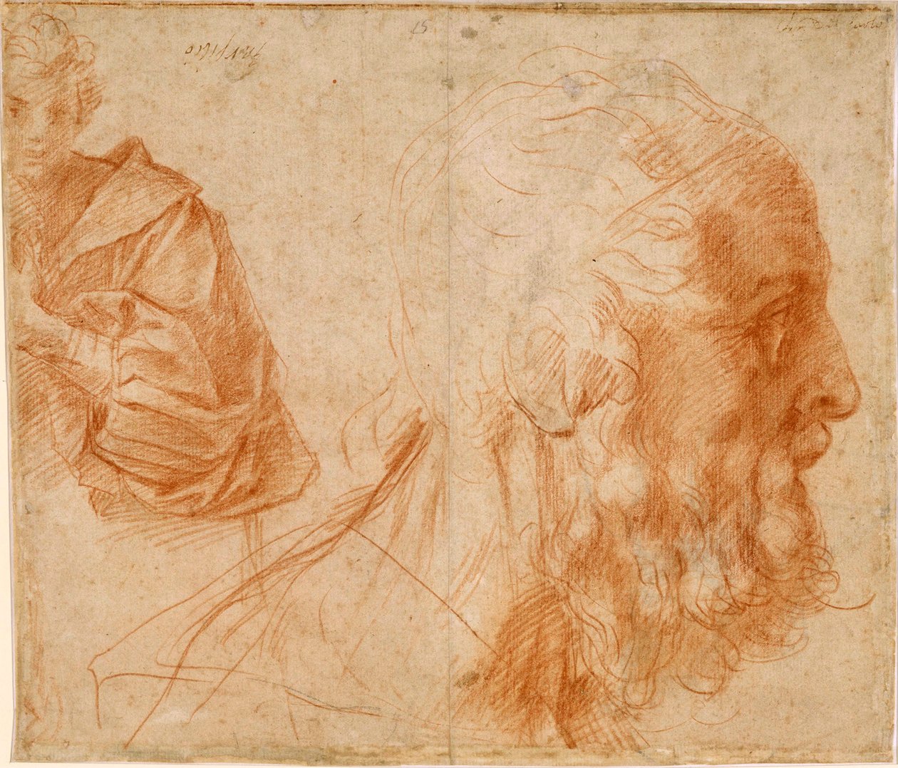 „Młody człowiek i głowa starca, prawdopodobnie Homera”” (Młodość i głowa starca (Homer?)) Czerwona kreda rysunek Andrei del Sarto (1486-1531) Wymiary 23,9x27,7 cm Study Sanguine na papierze ok. 1521 Staatliche Museen, Berlin autorstwa Andrea del Sarto