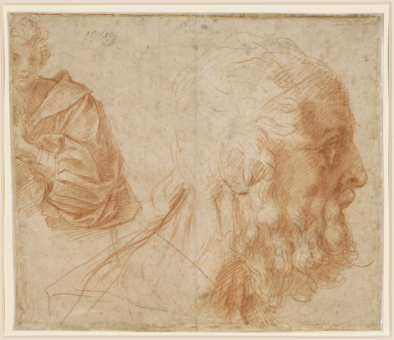 Szkic przedstawiający młodzieńca z głową starego mężczyzny zwróconą w prawo (Homer) autorstwa Andrea del Sarto