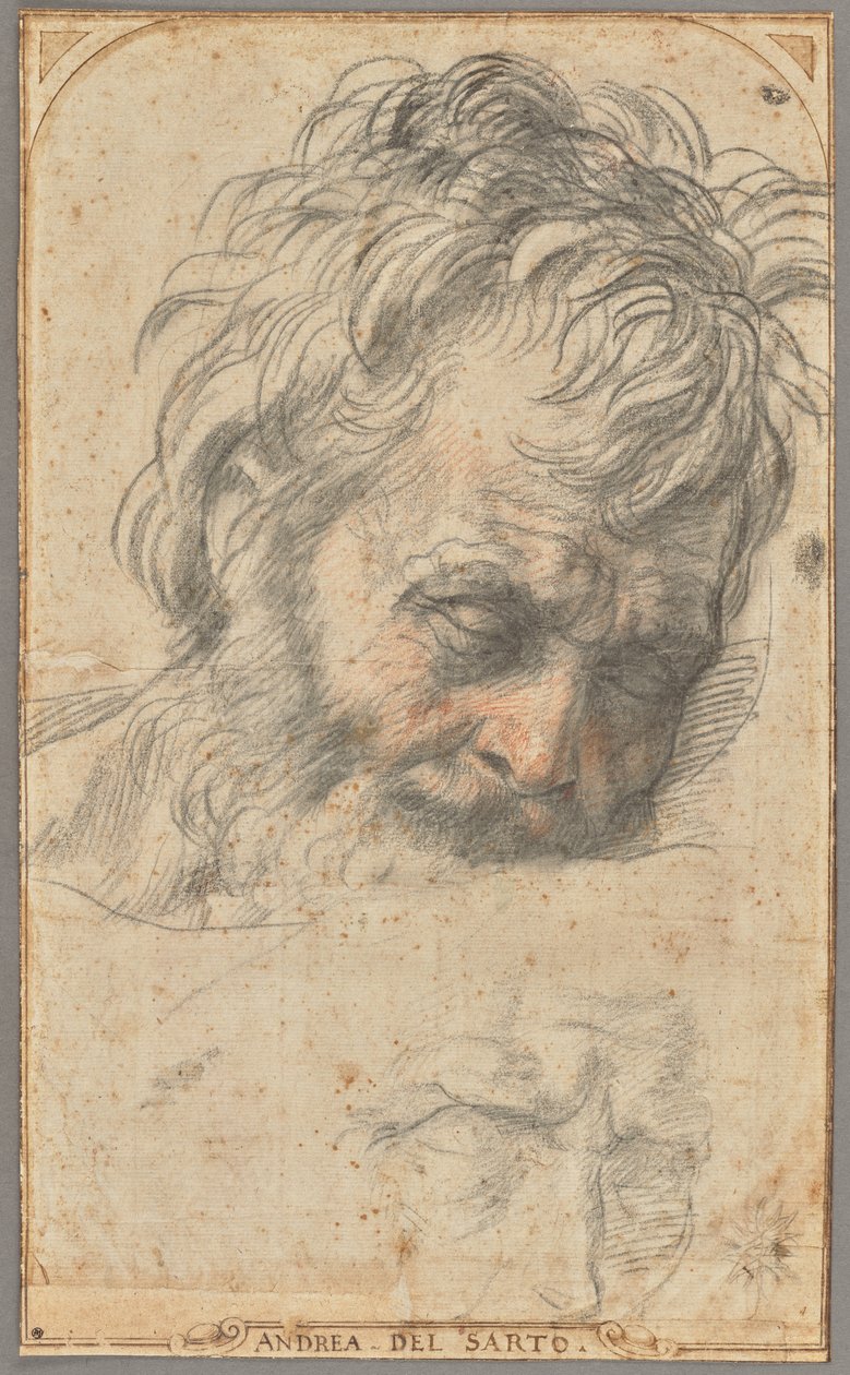 Studium głowy świętego Józefa (recto); Dwa studia nóg (verso) autorstwa Andrea del Sarto