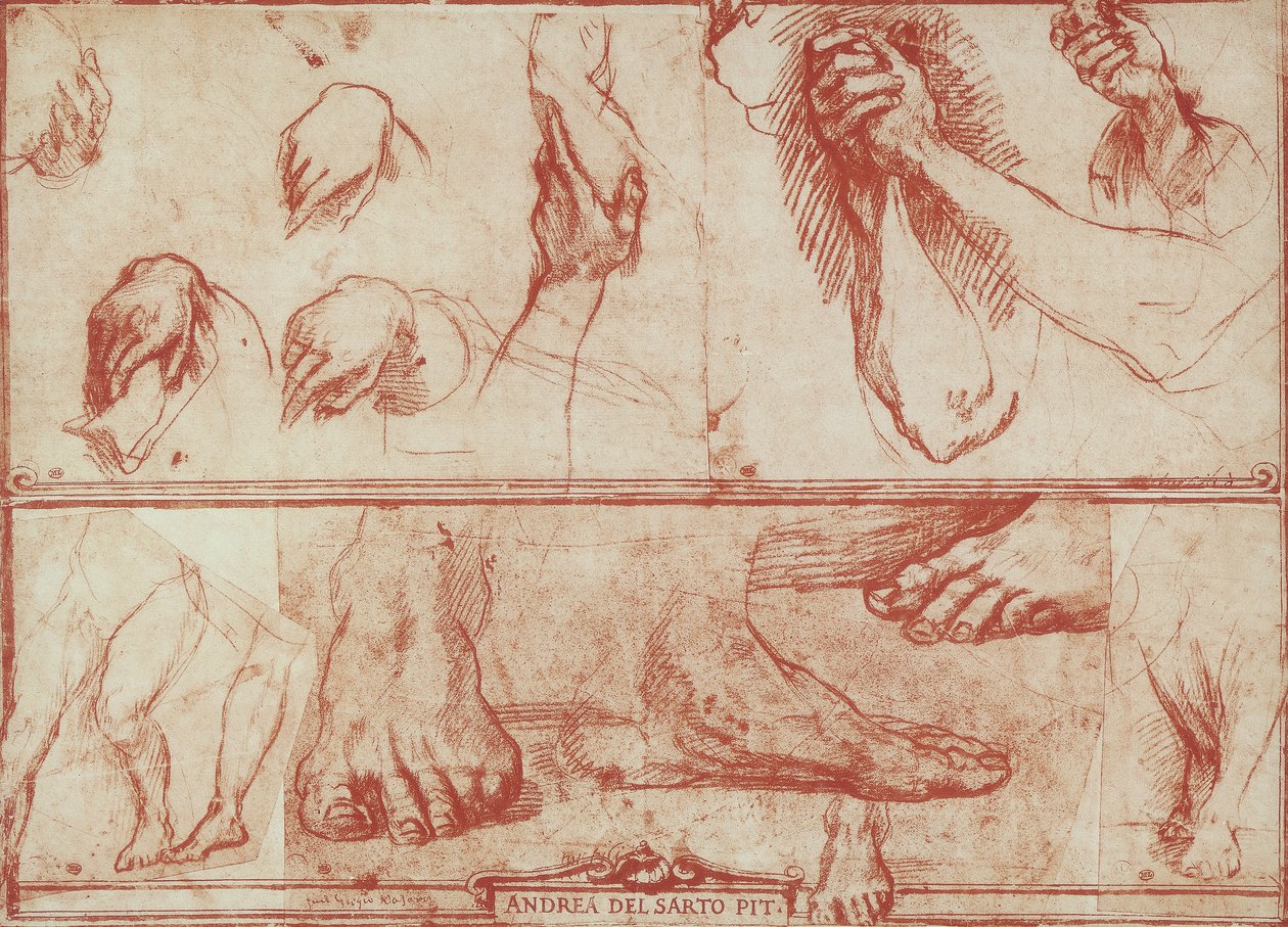 Studium rąk i stóp na Ostatnią Wieczerzę San Salvi autorstwa Andrea del Sarto