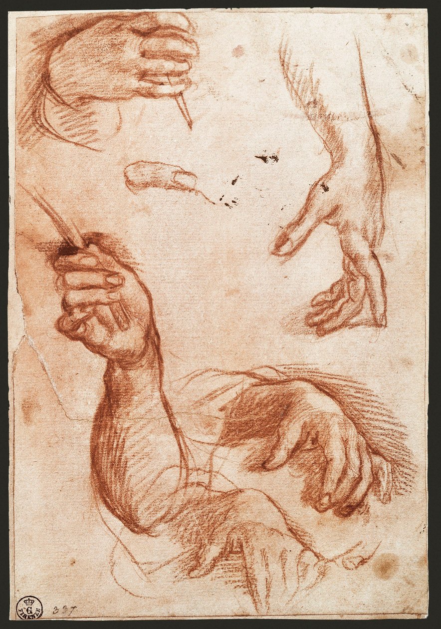 „Studium rąk” rysunek węglem (węgiel) autorstwa Andrea del Sarto