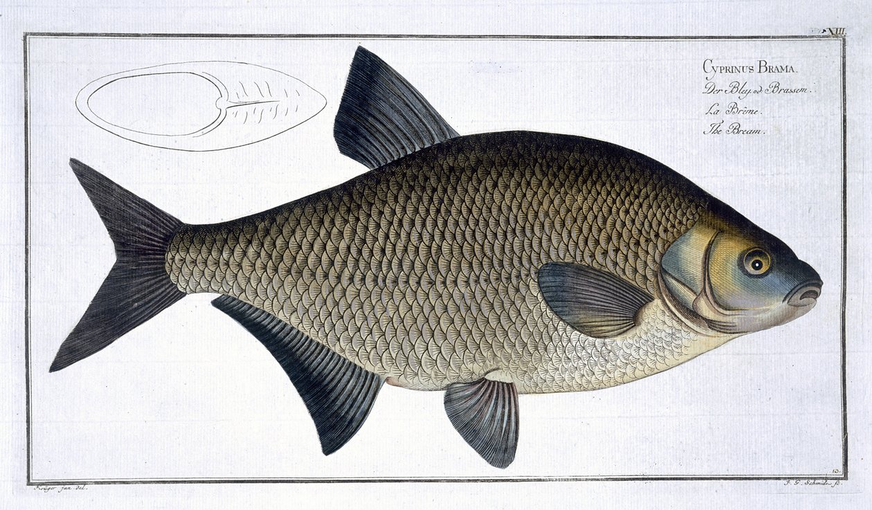 Leszcz (Cyprinus Brama) płyta XIII z 