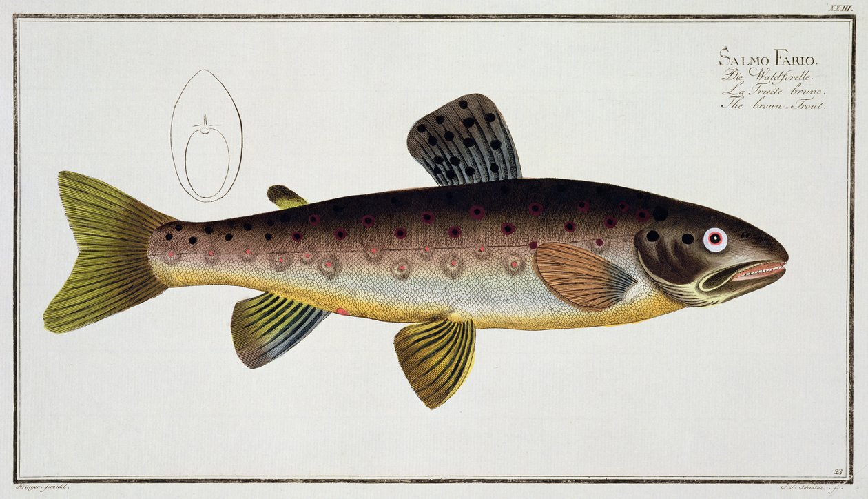 Pstrąg potokowy (Salmo Iasustris) płyta XXIII z 