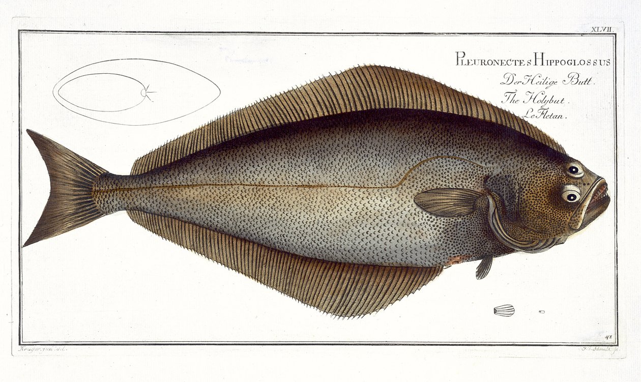 Halibut (Pleuronectes Hippoglossus) płyta XLVII z „Ichthyologie, ou histoire naturelle generale et specifice des poisson”, autorstwa Marcusa Eliesera Blocha (1723-99), rytowana przez F.G. Schmidta, opublikowana autorstwa Andreas Ludwig Kruger