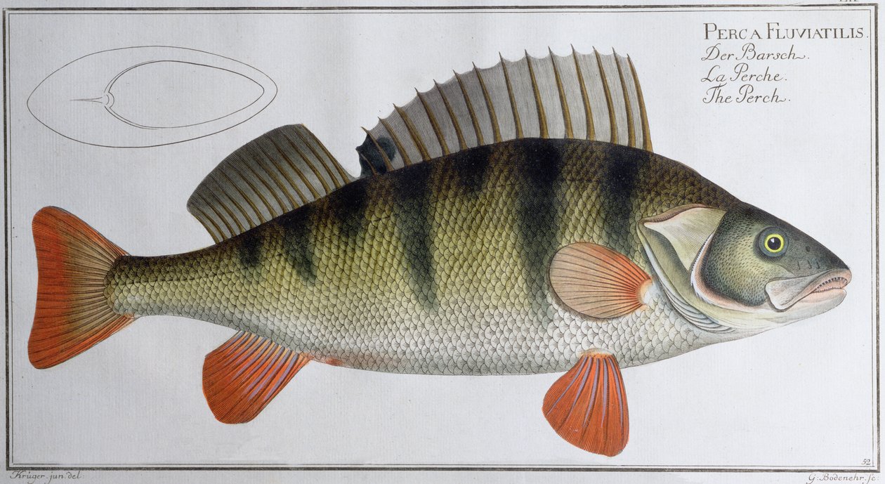 Okoń: wydany przez Black, c.1790 (druk) autorstwa Andreas Ludwig Kruger