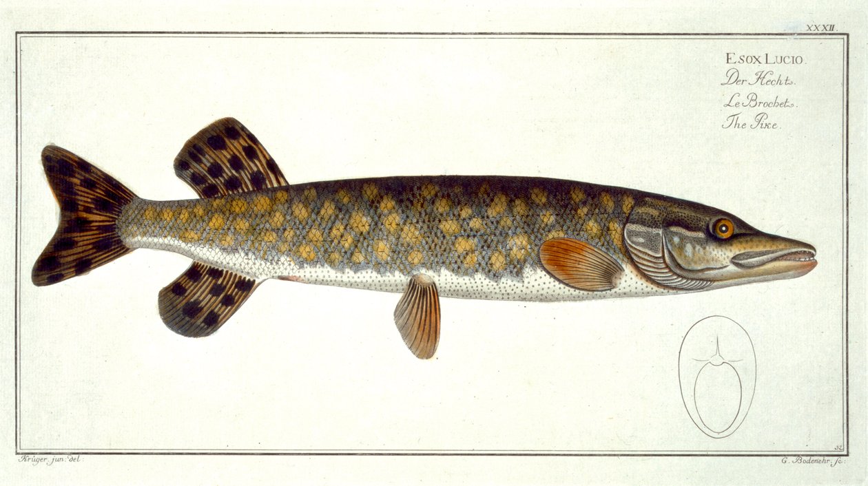 Szczupak (Esox Lucio) płyta XXXII z „Ichthyologie, ou histoire naturelle generale et zwłaszcza des poisson”, autorstwa Marcusa Eliesera Blocha (1723-99), rytowana przez Gabriela Bodenehra (1673-1766), wydana c autorstwa Andreas Ludwig Kruger
