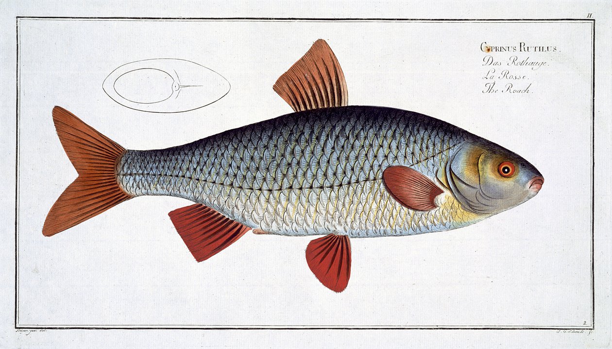 Płoć (Cyprinus R utilis) płyta II z „Ichthyologie, ou histoire naturelle generale et specifice des poisson”, autorstwa Marcusa Eliesera Blocha (1723-99), rytowana przez Gabriela Bodenehra (1673-1766), wyd. autorstwa Andreas Ludwig Kruger