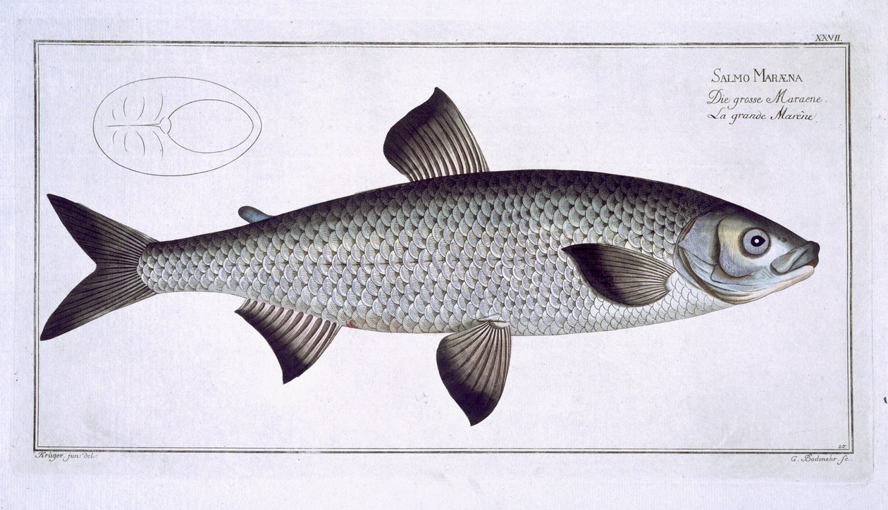 Łosoś (Salmo Maraena) talerz XXVII z 