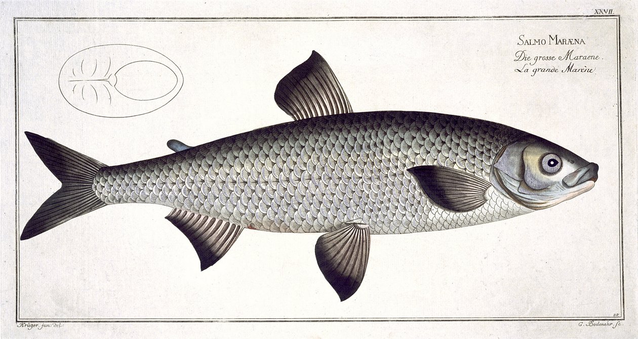 Łosoś (Salmo Maraena) tablica XXVII z "Ichthyologie, ou histoire naturelle generale et particulare des poissons", autor Marcus Elieser Bloch (1723-99), rytował Gabriel Bodenehr (1673-1766), wyd. autorstwa Andreas Ludwig Kruger