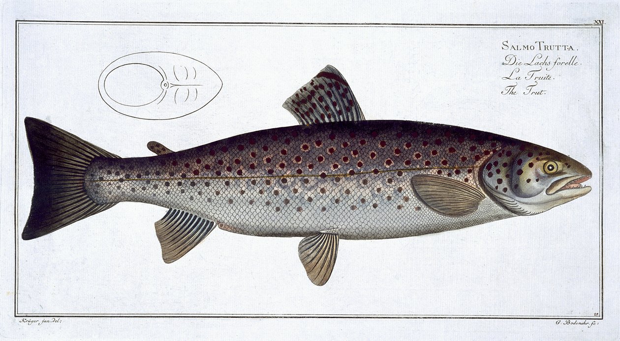Troć wędrowna (Salmo Trutta) płyta XXI z „Ichthyologie, ou histoire naturelle generale et specifice des poisson”, autorstwa Marcusa Eliesera Blocha (1723-99), rytowana przez Gabriela Bodenehra (1673-1766), opublikowana autorstwa Andreas Ludwig Kruger