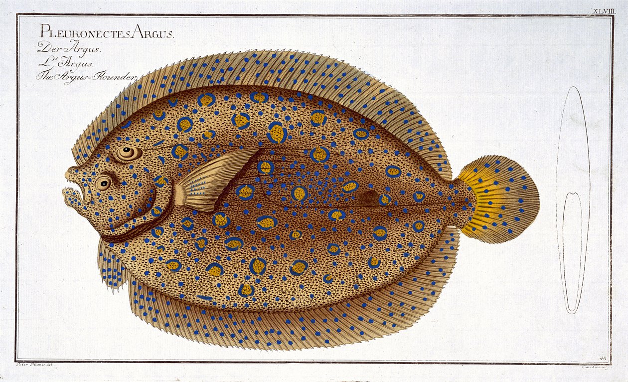 Argus Flounder (Pleuronectes Argus) tablica XLVIII z "Ichthyologie, ou histoire naturelle generale et particulare des poissons", Marcus Elieser Bloch (1723-99), rytowane przez Gabriel Bodenehr (1 autorstwa Andreas Ludwig Kruger