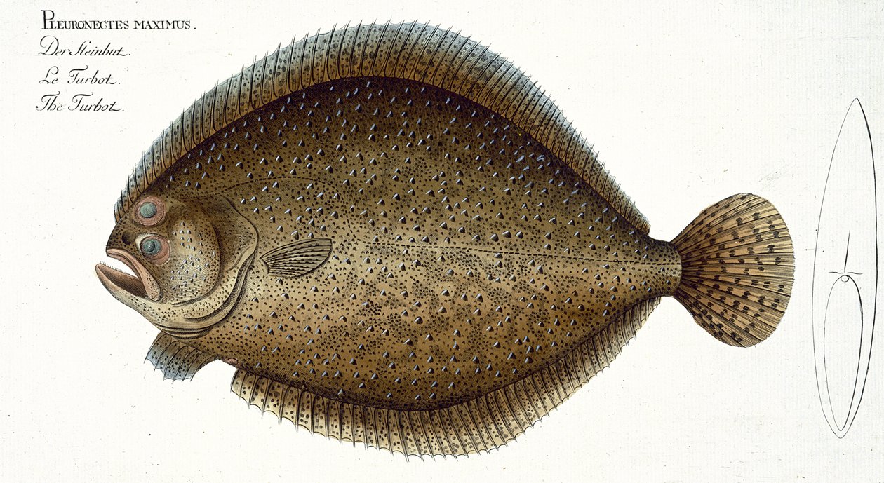 Turbot (Pleuronectes Maximus) płyta XLIX z „Ichtiologia, czyli ogólna i szczególna historia naturalna ryb”, Marcus Elieser Bloch (1723-99), opublikowana ok. 1785-99 autorstwa Andreas Ludwig Kruger