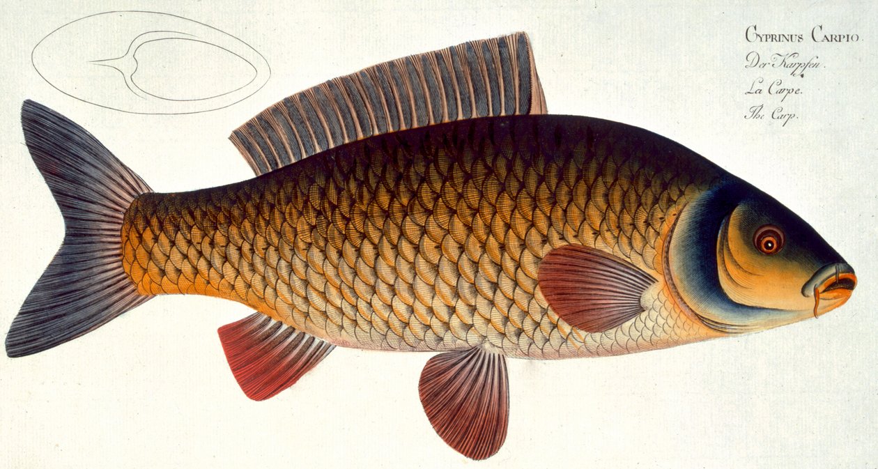 Karp (Cyprinus Carpio) płyta XVI z 