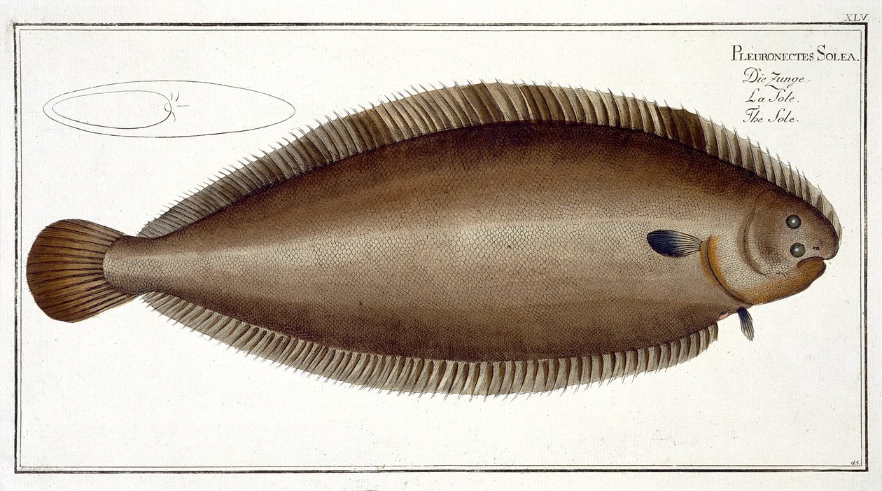 Dover Sole (Solea Solaea) płyta XLV z 
