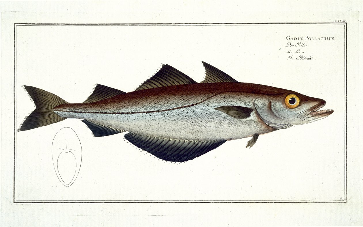 Tabliczka Pollach (Pollachius pollachius) LXVIII z „Ichthyologie, ou histoire naturelle generale et specifice des poisson”, autorstwa Marcusa Eliesera Blocha (1723-99), rytowana przez Gabriela Bodenehra (1673-1766) autorstwa Andreas Ludwig Kruger