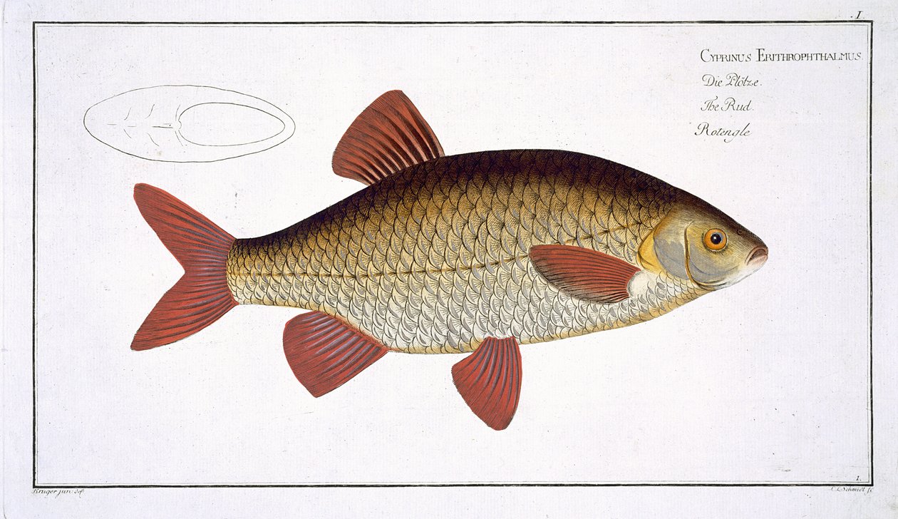 Płyta I z czerwonego karpia (Cyprinus Erithrophthalmus) z „Ichthyologie, ou histoire naturelle generale et specifice des poisson”, autorstwa Marcusa Eliesera Blocha (1723-99), rytowana przez Gabriela Bodenehra (1673-1766) autorstwa Andreas Ludwig Kruger