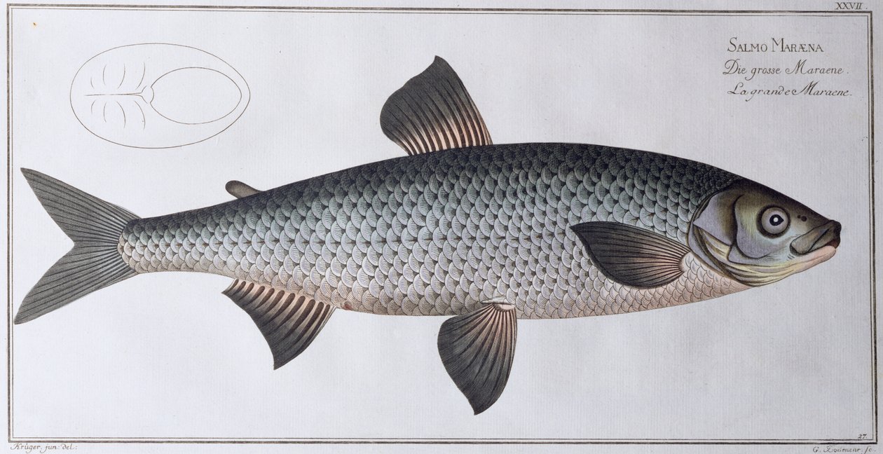 Łosoś: wyd. przez Black, c.1790 (druk) autorstwa Andreas Ludwig Kruger
