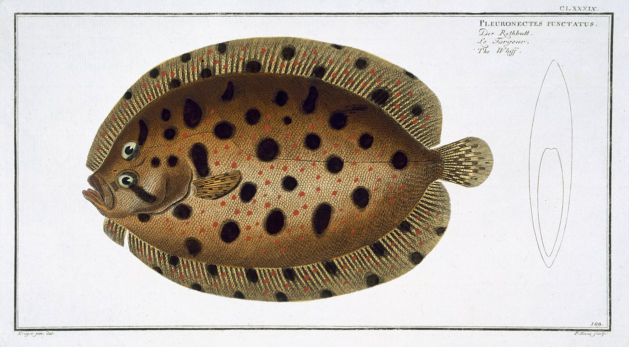 Płyta Whiff (Pleuronectus Punctatus) CLXXXIX z „Ichthyologie, ou histoire naturelle generale et specifice des poisson”, autorstwa Marcusa Eliesera Blocha (1723-99), rytowana przez Gabriela Bodenehra (1673- autorstwa Andreas Ludwig Kruger