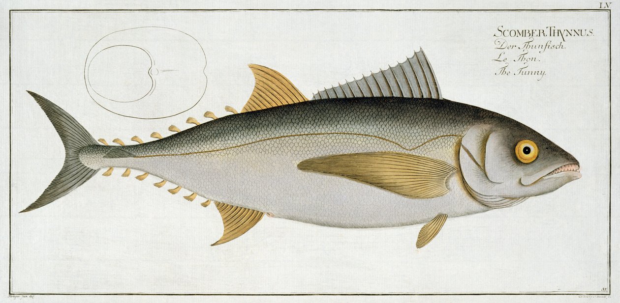 Tuńczyk (Scomber Thynnus) tablica LV z "Ichthyologie, ou histoire naturelle generale et particuliere des poissons", autorstwa Marcusa Eliesera Blocha (1723-99), rytowana przez Ludwiga Schmidta, wydana ok. 1785-99 (co autorstwa Andreas Ludwig Kruger