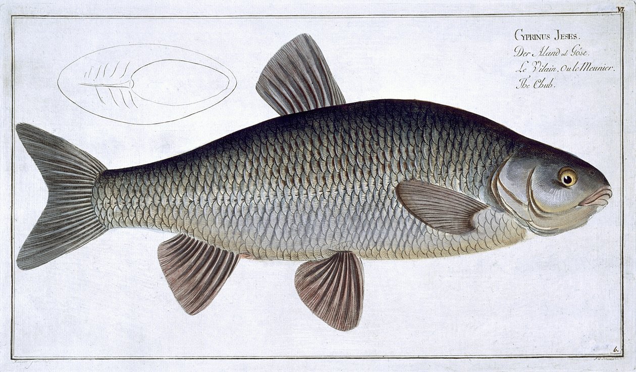 Chub (Cyprinus Jeses) płyta VI z 