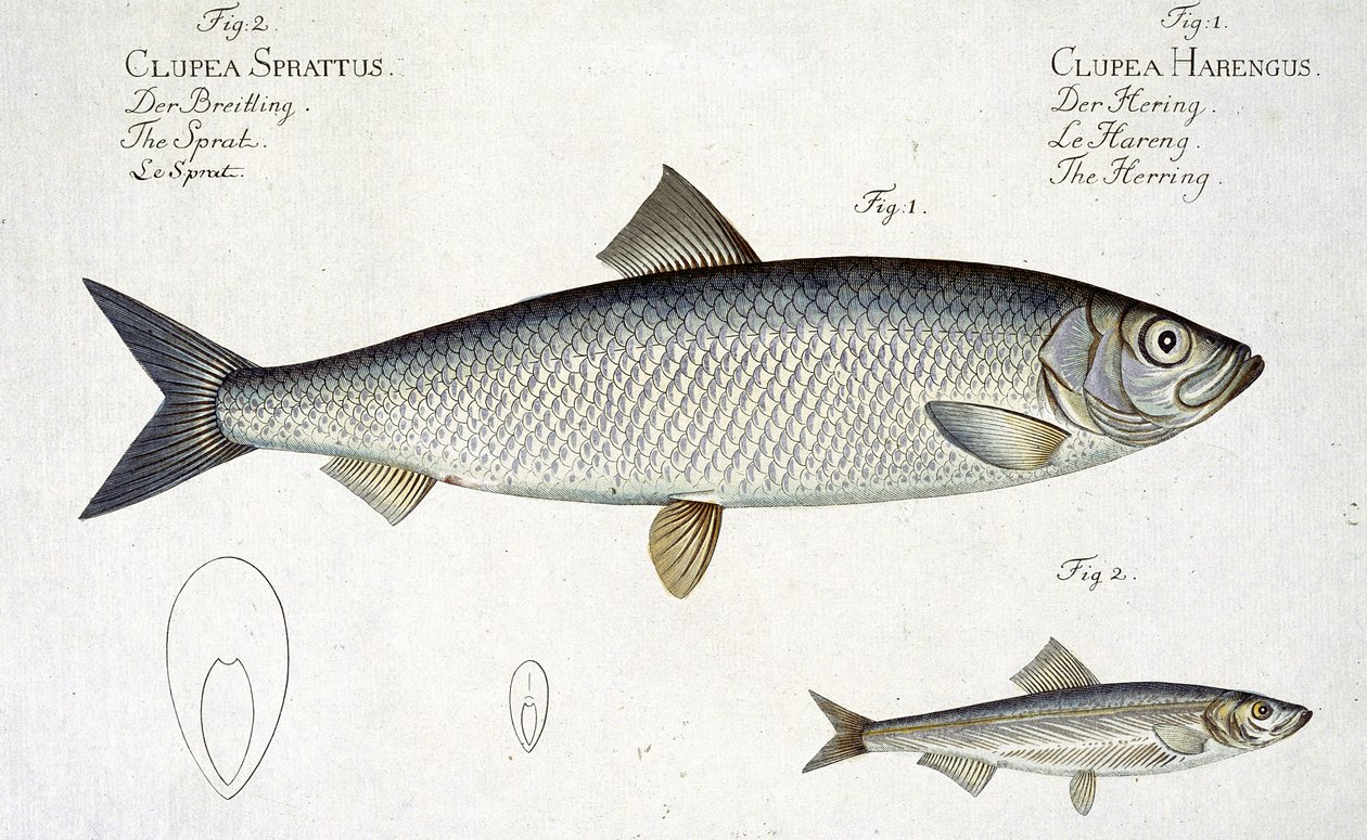 Śledź (Clupea Harengus) (ryc. 1) i szprot (Clupea Sprattus) talerz XXIX z 